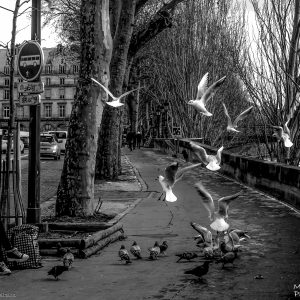 Photo de rue quais de Seine Paris