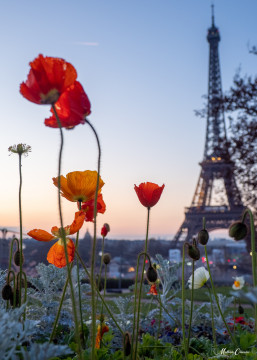 Sunset Parisien sur la tour eiffel Sunset Parisien sur la tour eiffel