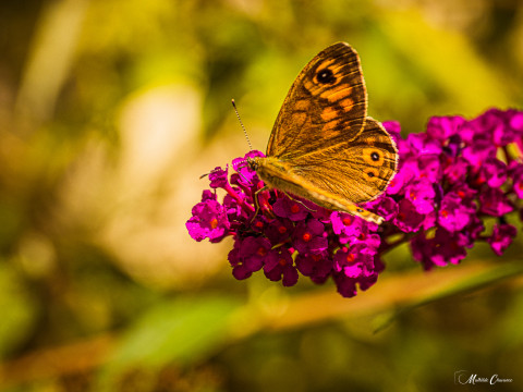 Entre nature et subtilité Entre nature et subtilité