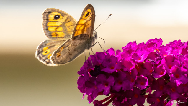 Entre nature et subtilité Entre nature et subtilité