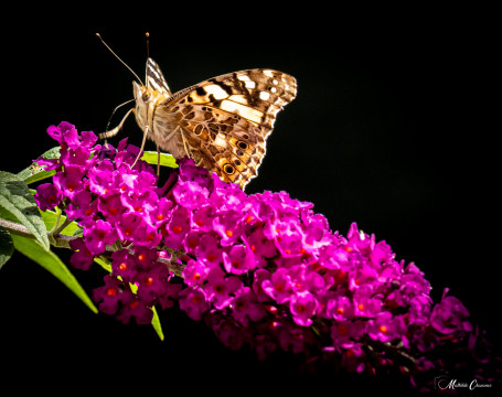 Entre nature et subtilité Entre nature et subtilité